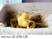 Ducklings of a musky duck. Стоковое фото, фотограф Леонид Еремейчук / Фотобанк Лори