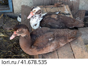 The musky duck. Стоковое фото, фотограф Леонид Еремейчук / Фотобанк Лори