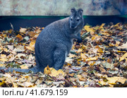 Кенгуру. Стоковое фото, фотограф Галина Савина / Фотобанк Лори