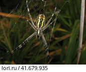 Argiopa Spider on the web. Стоковое фото, фотограф Леонид Еремейчук / Фотобанк Лори