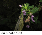 Butterfly on a flower drinking nectar. Стоковое фото, фотограф Леонид Еремейчук / Фотобанк Лори