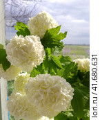 Flowers of a buldenezh. Стоковое фото, фотограф Леонид Еремейчук / Фотобанк Лори
