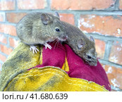 The mice caught by hands. Стоковое фото, фотограф Леонид Еремейчук / Фотобанк Лори