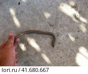 Legless lizard spindle in human hand. Anguis fragilis. Стоковое фото, фотограф Леонид Еремейчук / Фотобанк Лори