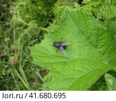 Fly on a leaf of grass in a garden. Стоковое фото, фотограф Леонид Еремейчук / Фотобанк Лори