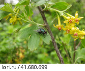 Fly on a piece of currant. Dipterous fly insect. Стоковое фото, фотограф Леонид Еремейчук / Фотобанк Лори