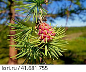 Flowering of coniferous tree. Christmas tree with young cones. R. Стоковое фото, фотограф Леонид Еремейчук / Фотобанк Лори
