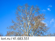 Blooming silver poplar. Silver poplar tree in spring. Poplar. Стоковое фото, фотограф Леонид Еремейчук / Фотобанк Лори