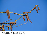Blooming silver poplar. Silver poplar tree in spring. Poplar. Стоковое фото, фотограф Леонид Еремейчук / Фотобанк Лори