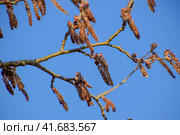 Blooming silver poplar. Silver poplar tree in spring. Poplar. Стоковое фото, фотограф Леонид Еремейчук / Фотобанк Лори