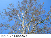 Blooming silver poplar. Silver poplar tree in spring. Poplar. Стоковое фото, фотограф Леонид Еремейчук / Фотобанк Лори