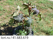 Large bushes of Ricinus. A plant from which castor oil is made. Стоковое фото, фотограф Леонид Еремейчук / Фотобанк Лори