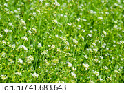 Plant a shepherd's bag. Glade with a shepherd's bag. Capsella bursa-pastoris. Стоковое фото, фотограф Леонид Еремейчук / Фотобанк Лори