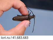 Beetle bark beetle. Imago of an insect. Beetle with long antennae. Стоковое фото, фотограф Леонид Еремейчук / Фотобанк Лори