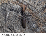 Beetle bark beetle. Imago of an insect. Beetle with long antennae. Стоковое фото, фотограф Леонид Еремейчук / Фотобанк Лори