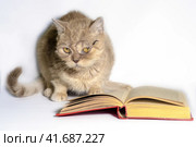 red cat in glasses with a book on a white background close up. Стоковое фото, фотограф Артем Курутин / Фотобанк Лори