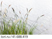 Carex appropinquata. Natural photo of coastal grass. Стоковое фото, фотограф EugeneSergeev / Фотобанк Лори