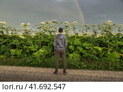 Man near Giant Hogweed Sosnowski plant. Heracleum manteggazzianum growing in the field. Стоковое фото, фотограф Ольга Сейфутдинова / Фотобанк Лори
