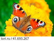 European peacock butterfly (Aglais io). Copy space. Стоковое фото, фотограф Корнеев Вячеслав / Фотобанк Лори