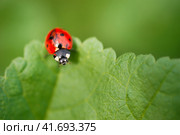 Ladybug (Coccinellidae) on parsley stem and green background. Стоковое фото, фотограф Корнеев Вячеслав / Фотобанк Лори