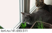 Two cats look out through window at the birds. Domestic cats want to catching bird, attack, scrape the glass. Cute kitty sitting on windowsill. Feline watching bird outside the window. Closeup. Стоковое видео, видеограф Марина Демидюк / Фотобанк Лори