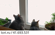 Two cats look out through window at the birds. Domestic cats want to catching bird, attack, scrape the glass. Cute kitty sitting on windowsill. Feline watching bird outside the window. Closeup. Стоковое видео, видеограф Марина Демидюк / Фотобанк Лори