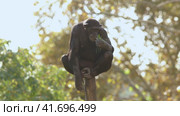 Monkey King - chimpanzee on a Wooden Throne. Стоковое видео, видеограф Константин Шишкин / Фотобанк Лори