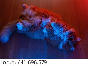 The cat lies on its back in the light of colored lamps in red and blue. Cute cat with legs tight on the floor. Стоковое фото, фотограф Константин Григорьев / Фотобанк Лори