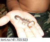 Scorpion. Fauna of Arab Emirates. Стоковое фото, фотограф Леонид Еремейчук / Фотобанк Лори