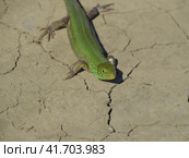 An ordinary quick green lizard. Lizard on dry ground. Sand lizard, lacertid lizard. Стоковое фото, фотограф Леонид Еремейчук / Фотобанк Лори