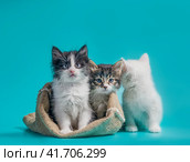 two kittens in a sack and one next to the bag on a turquoise background. Стоковое фото, фотограф Артем Курутин / Фотобанк Лори