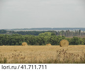 Moscow region, Russia - September 1, 2018. Windrowed straw on the harvested field. Sunny day view. Валки из соломы на сжатом поле. Стоковое фото, фотограф Александр Кузнецов / Фотобанк Лори