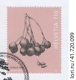 Рябина круглолистная (Sorbus aria), семена. Почтовая марка Швейцарии 2023 года. Редакционная иллюстрация, иллюстратор александр афанасьев / Фотобанк Лори