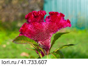 Blooming crimson celosia comb. Variety "Coral Garden" Стоковое фото, фотограф Зобков Юрий / Фотобанк Лори