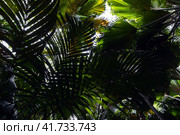 Natural tropic background with deep green palm leaves. Стоковое фото, фотограф EugeneSergeev / Фотобанк Лори
