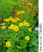 Гелениум (лат. Helenium) цветет на клумбе. Стоковое фото, фотограф Елена Коромыслова / Фотобанк Лори