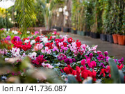 Blooming cyclamen with pink and red flowers growing in pots. Стоковое фото, фотограф Яков Филимонов / Фотобанк Лори