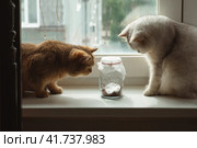 White and brown cats of the British breed look at a butterfly that flies in a glass jar. Стоковое фото, фотограф Неведицына Елена / Фотобанк Лори