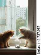 White and brown cats of the British breed play with a butterfly that flies in a glass jar. Стоковое фото, фотограф Неведицына Елена / Фотобанк Лори