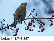 Щур (лат. Pinicola enucleator) Стоковое фото, фотограф Бородкин Андрей / Фотобанк Лори