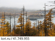 Осенний пейзаж. Лиственничный лес на берегу морского залива. Засохшие лиственницы. Остров вдалеке. Пасмурная погода. Северная природа. Побережье Охотского моря, Магаданская область, Сибирь, Россия. Стоковое фото, фотограф Андрей Степанов / Фотобанк Лори