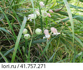 Смолевка обыкновенная, полевые цветы крупным планом. Bladder campion flowers among grass. Стоковое фото, фотограф Александр Кузнецов / Фотобанк Лори