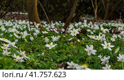 Anemone nemorosa. Стоковое фото, фотограф Артем Лукин / Фотобанк Лори