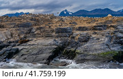Many cormorants settled on a rocky island in the Beagle Channel. The sea lion is resting on the cliff slope. Waves are foaming on the rocks. A mountain range against a cloudy sky. Isla de los lobos. Стоковое фото, фотограф Вера Ивановна Кубарева / Фотобанк Лори
