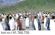 A giant King Penguin Colony at Gold Harbour, South Georgia Island. Стоковое видео, видеограф Vladimir / Фотобанк Лори