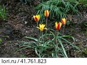 Miscellaneous tulips clusiana bloom in a garden in April. Стоковое фото, фотограф Ольга Сейфутдинова / Фотобанк Лори