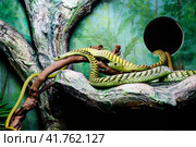 Змея Западная зеленая мамба Western Green Mamba (лат. Dendroaspis viridis) Стоковое фото, фотограф Галина Савина / Фотобанк Лори