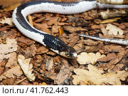Змея Сиамская плюющаяся кобра Indo-Chinese Spitting Cobra. Стоковое фото, фотограф Галина Савина / Фотобанк Лори