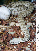 Змея Кавказская гюрза (лат. Macrovipera lebetina) Стоковое фото, фотограф Галина Савина / Фотобанк Лори