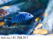 The electric blue hap (Sciaenochromis ahli) in aquarium in Thailand. Стоковое фото, фотограф Татьяна Терехина / Фотобанк Лори